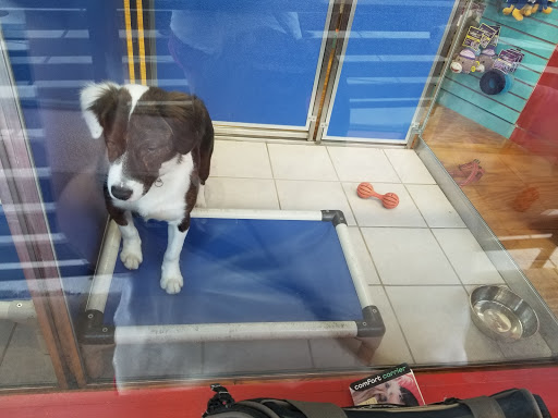 Pet Supply Store «Dogge Style Pets Passyunk», reviews and photos, 1700 E Passyunk Ave, Philadelphia, PA 19148, USA