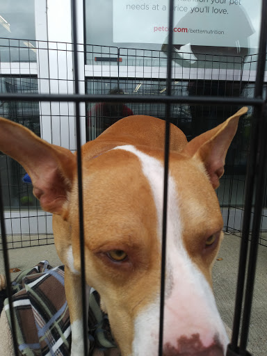 Pet Supply Store «Petco Animal Supplies», reviews and photos, 4175 Dowlen Rd, Beaumont, TX 77706, USA