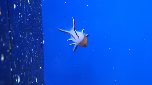 Tropical Fish Store «Saltwater Island», reviews and photos, 15214 Manchester Rd, Ballwin, MO 63011, USA