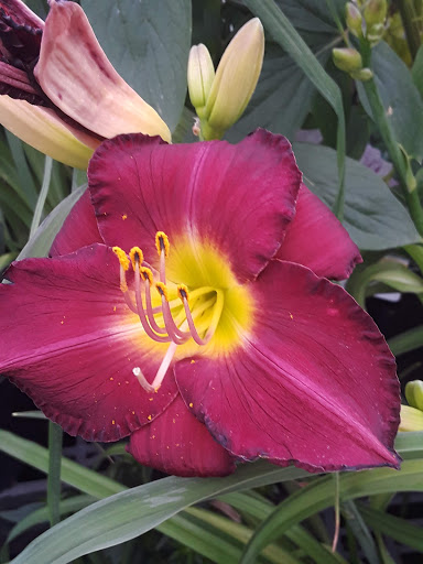 Animal Feed Store «Wilco Farm Store», reviews and photos, 3285 Commercial St SE, Salem, OR 97302, USA