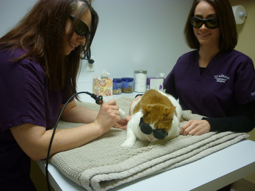 D'Adamo Veterinary Hospital image