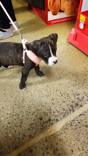 Pet Supply Store «PetSmart», reviews and photos, 5722 S Transit Rd, Lockport, NY 14094, USA