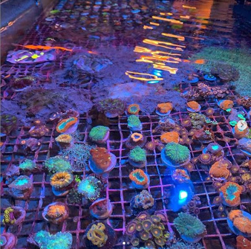 Pet Supply Store «Exotic Aquatic», reviews and photos, 275 E Oakland Park Blvd, Fort Lauderdale, FL 33334, USA