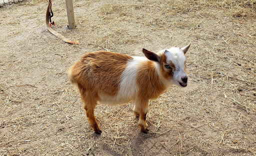 Non-Profit Organization «Big Cat Habitat & Gulf Coast Sanctuary», reviews and photos, 7101 Palmer Blvd, Sarasota, FL 34240, USA