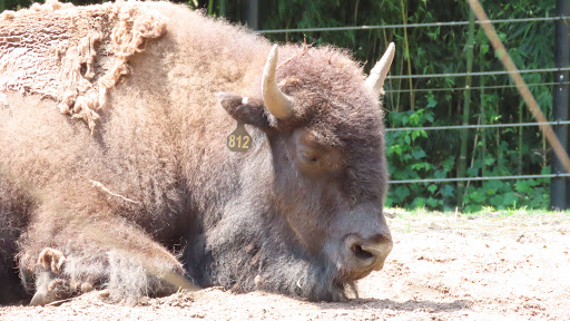 Tourist Attraction «Elephant Trails», reviews and photos, 3001 Connecticut Ave NW, Washington, DC 20008, USA