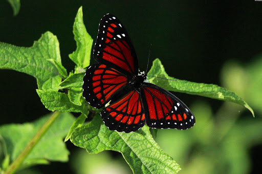 Nature Preserve «Lake Apopka Wildlife Drive», reviews and photos, 2803 Lust Rd, Apopka, FL 32703, USA