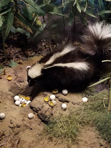 History Museum «The State Museum of Pennsylvania», reviews and photos, 300 North St, Harrisburg, PA 17120, USA