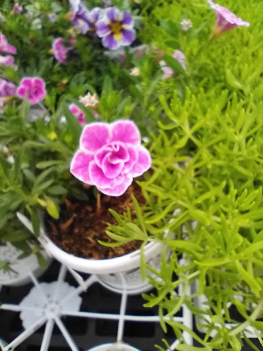 Department Store «Walmart Supercenter», reviews and photos, 6435 Bells Ferry Rd, Woodstock, GA 30189, USA