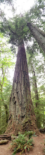 Performing Arts Theater «Kitsap Forest Theater», reviews and photos, 3000 Seabeck Hwy NW, Bremerton, WA 98312, USA