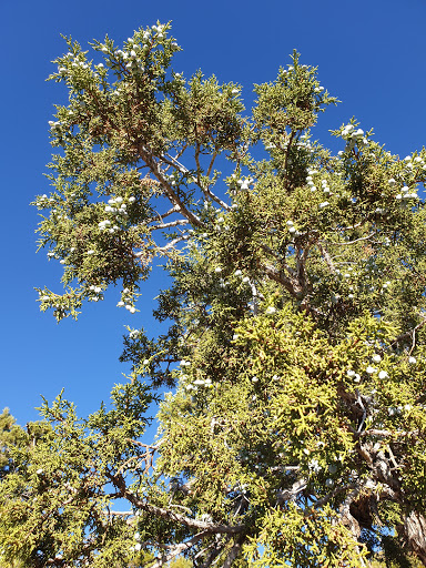 Archaeological Site «Cliff Palace», reviews and photos