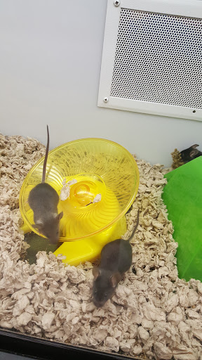 Pet Supply Store «Petco Animal Supplies», reviews and photos, 3150 Erie Blvd E #500, Syracuse, NY 13214, USA