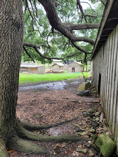 Museum «Laurel Valley Village Store», reviews and photos, 595 LA-308, Thibodaux, LA 70301, USA