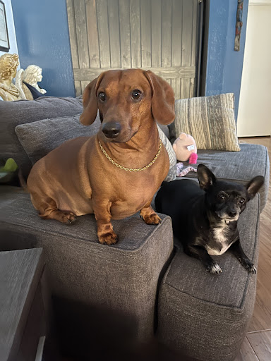 Pet Supply Store «Tempe Feed & Tack», reviews and photos, 1041 W University Dr, Tempe, AZ 85281, USA