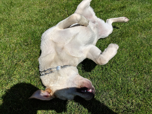 Park «Clyde Beach Park», reviews and photos, 2 92nd Ave NE, Bellevue, WA 98004, USA