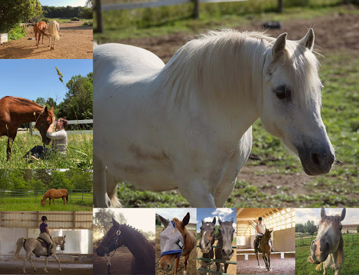 Meadowlark Equestrian Center