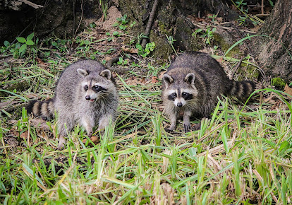 P. Wilson Exterminating Co.