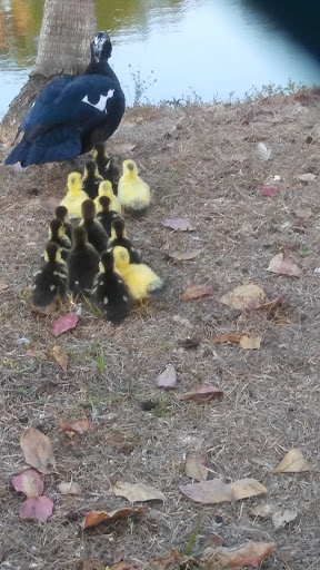 Stadium «City of Palms Park», reviews and photos, 2201 Edison Ave, Fort Myers, FL 33901, USA