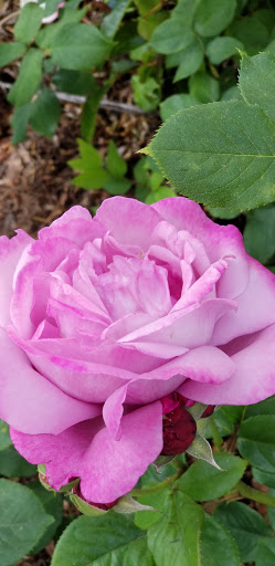 Amusement Park «Small World Park», reviews and photos, 2551 Harbor St, Pittsburg, CA 94565, USA