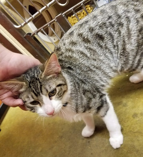 Pet Supply Store «PetSmart», reviews and photos, 2828 Campus Pkwy, Riverside, CA 92507, USA