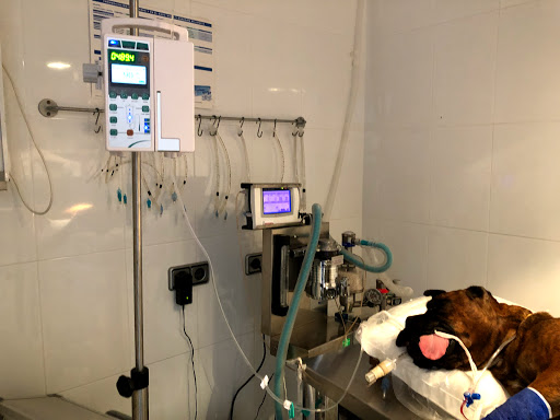 Hospitales y veterinarios de urgencia en Alhama de Murcia de 2024