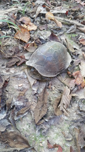 Nature Preserve «Frenchtown Rd Conservation Area», reviews and photos, 17819 Frenchtown Rd, Central, LA 70739, USA