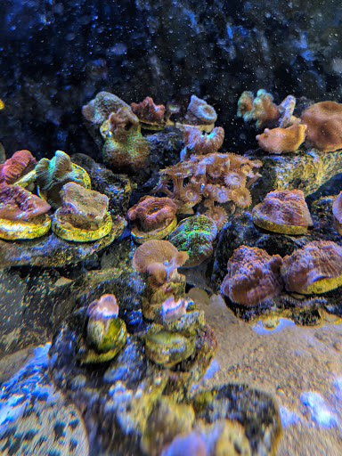 Pet Store «Mandarin SeaLife», reviews and photos, 9633 Old St Augustine Rd #2, Jacksonville, FL 32257, USA