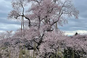 戸津辺の桜 image