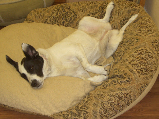 Klub K9 Play Center image