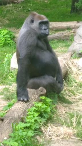 Park «Bronx zoo Park lot», reviews and photos, 2152 Crotona Pkwy, Bronx, NY 10460, USA