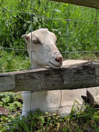 Winery «Greendance The Winery at Sandhill», reviews and photos, 306 Deerfield Rd, Mt Pleasant, PA 15666, USA