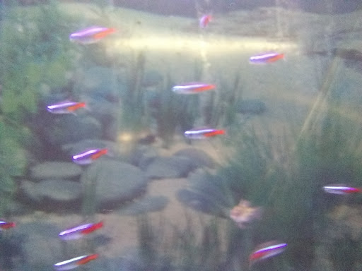 Tropical Fish Store «Delta Pet Center LLC», reviews and photos, 1370 Corporate Square Blvd, Slidell, LA 70458, USA