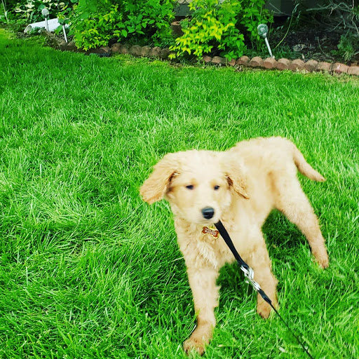 Pet Supply Store «PetSmart», reviews and photos, 2102 W Union Blvd #22A, Bethlehem, PA 18018, USA