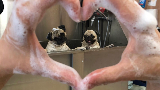 Ние,кучетата