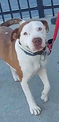 Ice Cream Shop «Dairy Queen», reviews and photos, 511 Wilson St, Brewer, ME 04412, USA