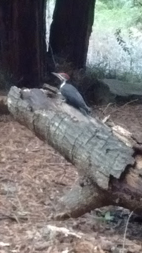 Golf Course «Mill Valley Golf Course», reviews and photos, 280 Buena Vista Ave, Mill Valley, CA 94941, USA