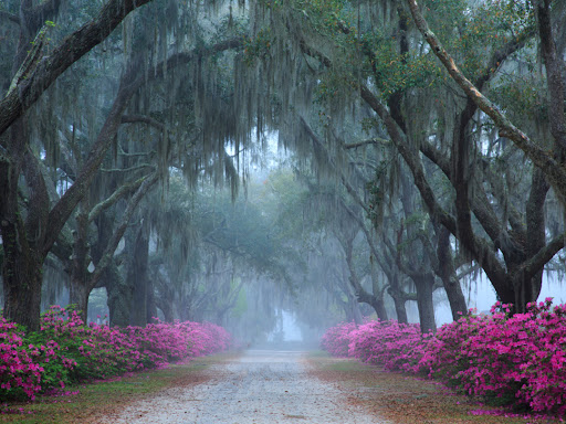 Bonaventure Cemetery