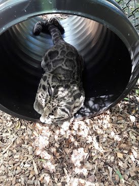 Tourist Attraction «Panther Ridge Conservation Center», reviews and photos, 14755 Palm Beach Point Blvd, Wellington, FL 33414, USA