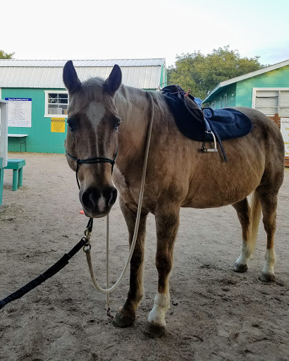 Equine Rehabilitation Central Texas