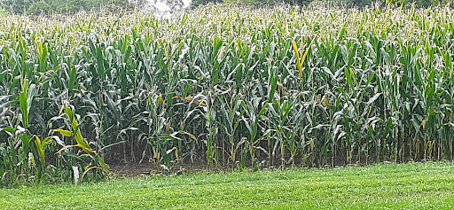 Historical Landmark «George Washington Birthplace National Monument», reviews and photos, 1732 Popes Creek Rd, Colonial Beach, VA 22443, USA