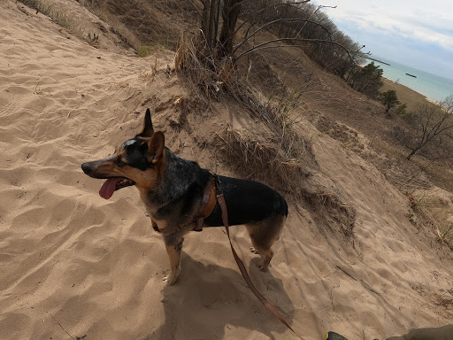 Hiking Area «Cowles Bog Trail», reviews and photos, 1618 N Mineral Springs Rd, Dune Acres, IN 46304, USA