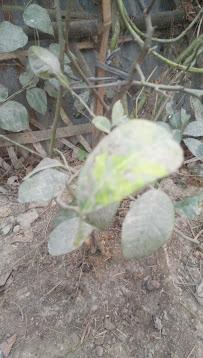 I M Landscaping - Photo 5 - Car repair in Montclair, CA, Ontario