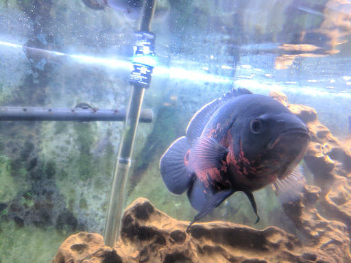 Pet Store «Fish Aquariums & Stuff», reviews and photos, 6112 W Fairview Ave, Boise, ID 83704, USA