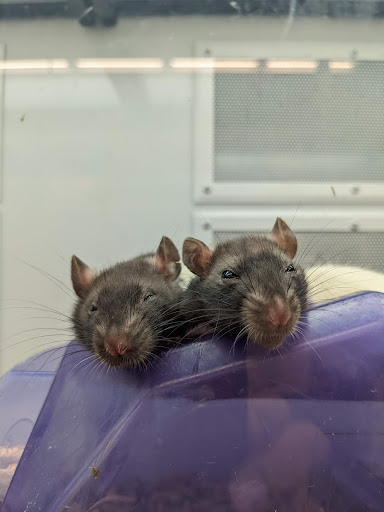 Pet Supply Store «Petco Animal Supplies», reviews and photos, 3401 Pineville-Matthews Rd, Charlotte, NC 28226, USA