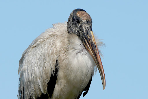 Tourist Attraction «Shark Valley Tram Tours», reviews and photos, 36000 SW 8th St, Miami, FL 33194, USA