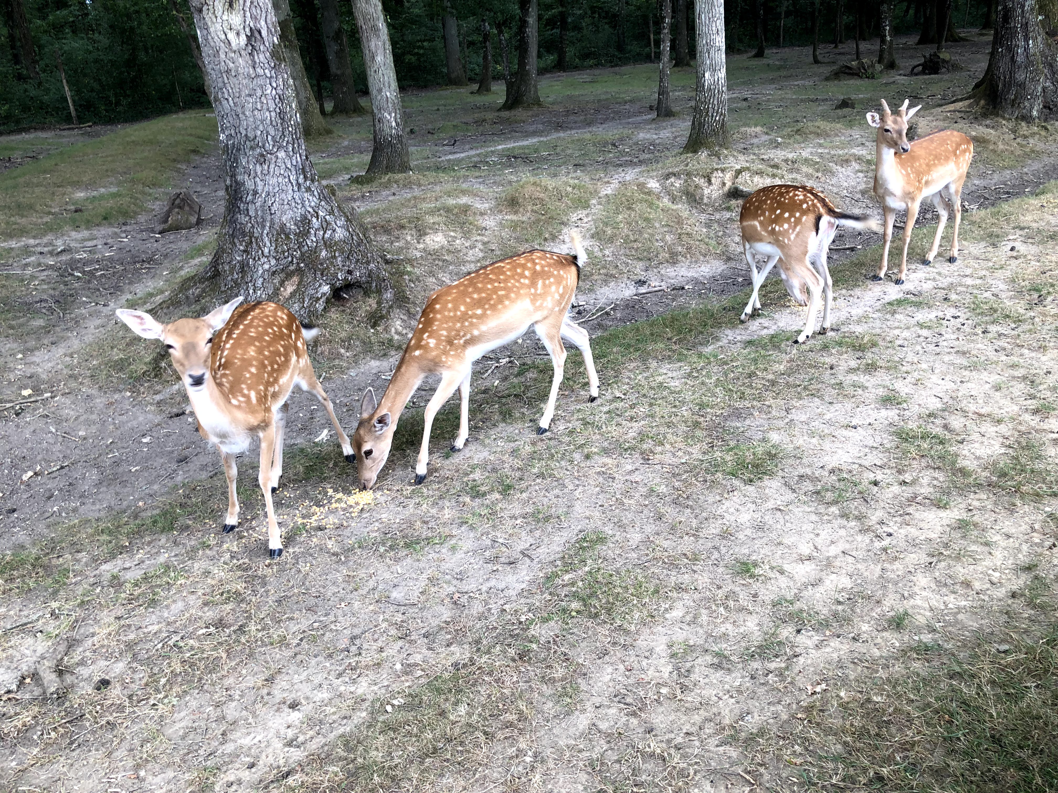 Photo n° 26 de l'avis de Julien.o fait le 27/07/2018 à 17:41