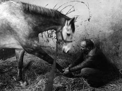 MC Ostéopathe Equin en Normandie à Thue et Mue