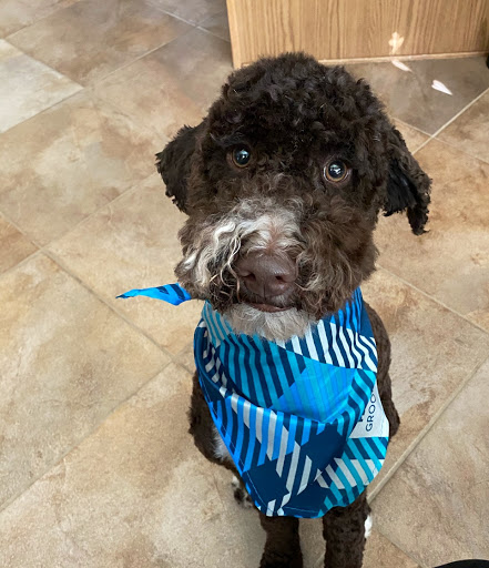 Pet Supply Store «PetSmart», reviews and photos, 255 Los Altos Pkwy, Spanish Springs, NV 89436, USA