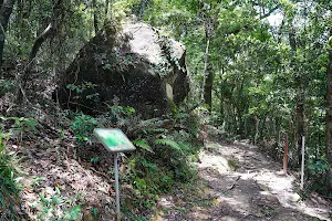 Yellow Walk, Tai Po Kau Forestry Walks image