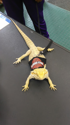 Pet Store «Petland Discounts - Pitkin Avenue», reviews and photos, 1689 Pitkin Ave, Brooklyn, NY 11212, USA