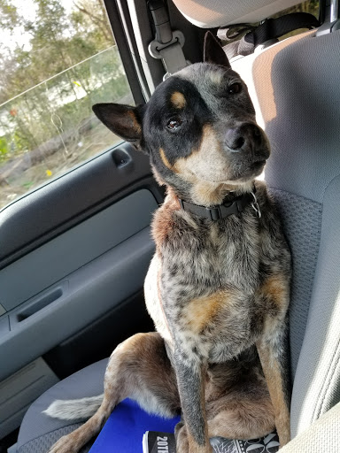 Shopping Mall «West Volusia Regional Shopping Center», reviews and photos, 2689 S Woodland Blvd, DeLand, FL 32720, USA